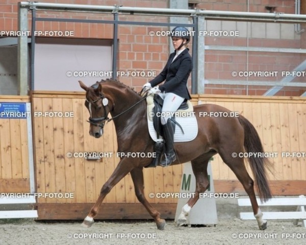 dressage horse Finesse Felicia (Hanoverian, 2018, from Finnigan)