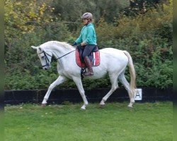 Zuchtstute Amazing (Trakehner, 2012, von High Spirit)