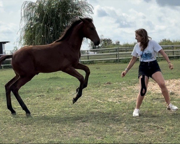 foal by Darnasya L (Oldenburg show jumper, 2024, from Diamant de Semilly)