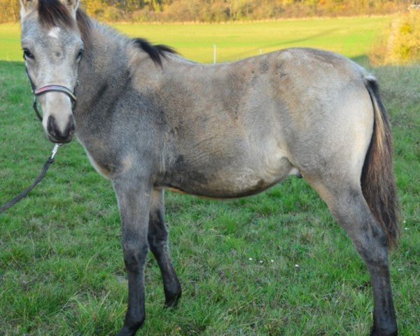 Fohlen von Golden Dream Boy DJ (Deutsches Reitpony, 2024, von Golden Grey NRW)