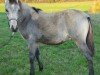 foal by Golden Dream Boy DJ (German Riding Pony, 2024, from Golden Grey NRW)