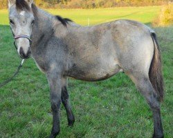 Fohlen Golden Dream Boy DJ (Deutsches Reitpony, 2024, von Golden Grey NRW)