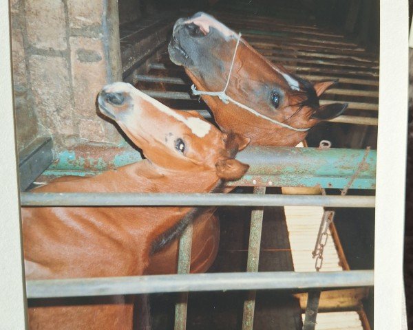 Zuchtstute Defilee (Westfale, 1992, von Deonysos)