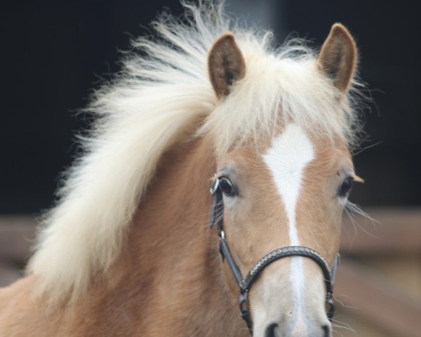 Fohlen von Hilfiger LB (Haflinger, 2024, von Walzertraum)