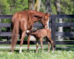 Zuchtstute Chasing Yesterday xx (Englisches Vollblut, 2016, von Tapit xx)