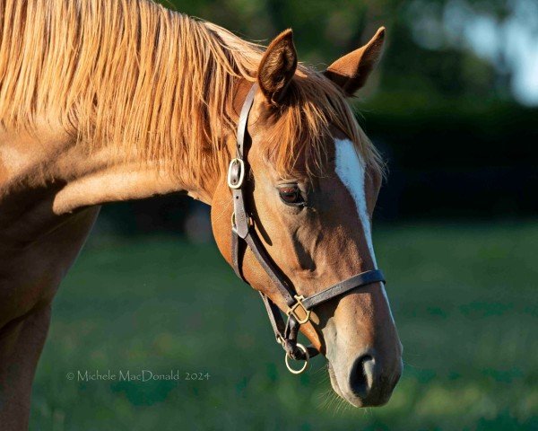 Pferd Stute von Gun Runner xx (Englisches Vollblut, 2023, von Gun Runner xx)