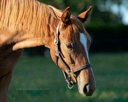 horse Stute von Gun Runner xx (Thoroughbred, 2023, from Gun Runner xx)