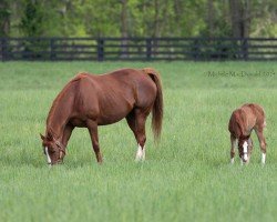 foal by Stute von Gun Runner xx (Thoroughbred, 2024, from Gun Runner xx)