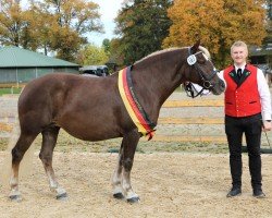 broodmare Fiona vom Schmalzenhof (Black Forest Horse, 2015, from Falkenstein)