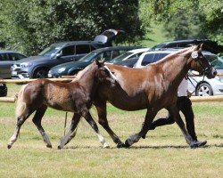 foal by Flocke vom Schmalzenhof (Black Forest Horse, 2024, from Von Baden)