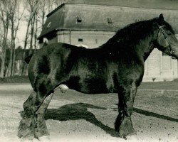 stallion Protos (Rhenish-German Cold-Blood, 1931, from Protektor RS 892)