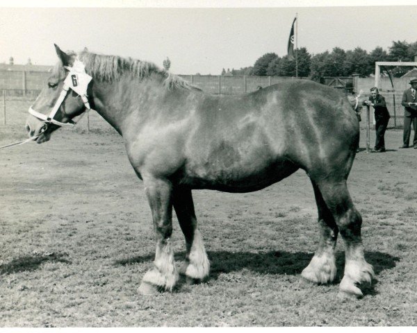 Zuchtstute Golfspielerin von Stöckskeshof (Rheinisch-Deutsches Kaltblut, 1936, von Protos)