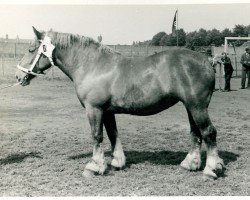 broodmare Golfspielerin von Stöckskeshof (Rhenish-German Cold-Blood, 1936, from Protos)