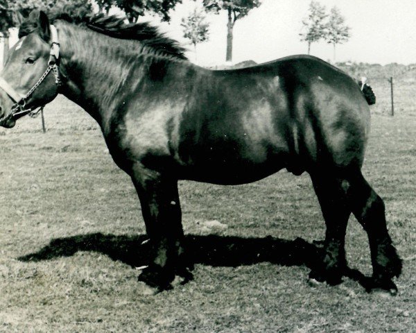 Pferd Protos von Gruttorferhof (Rheinisch-Deutsches Kaltblut, 1937, von Protos)