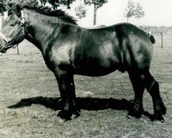 horse Protos von Gruttorferhof (Rhenish-German Cold-Blood, 1937, from Protos)