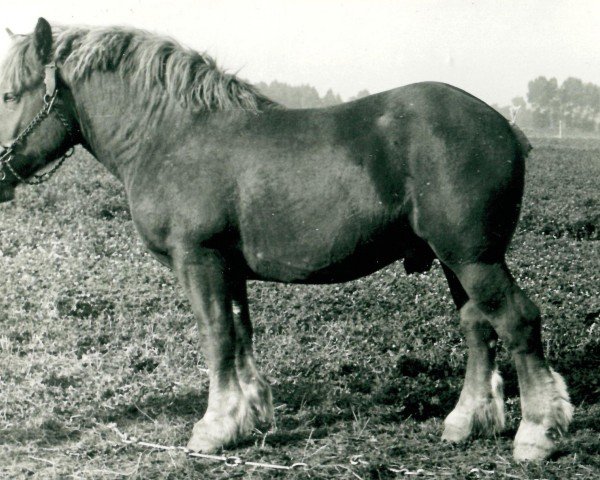 stallion Protebias (Rhenish-German Cold-Blood, 1938, from Protos)