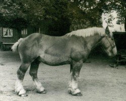 stallion Prometeus von Bungartzhof (Rhenish-German Cold-Blood, 1941, from Protos)