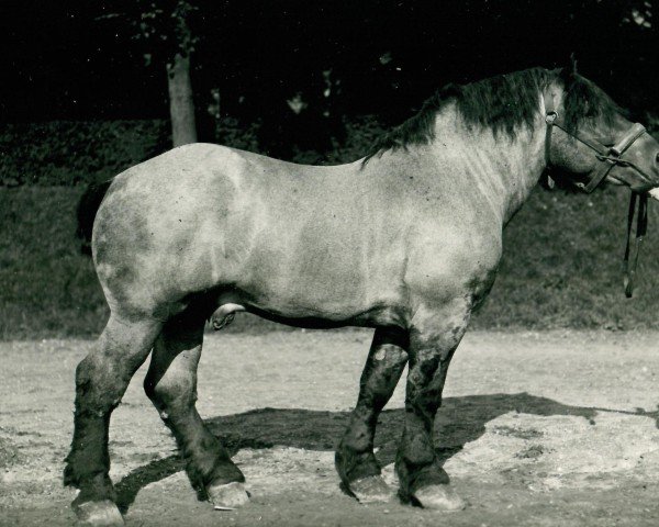 Pferd Probat von Schürkeshof (Rheinisch-Deutsches Kaltblut, 1935, von Protos)