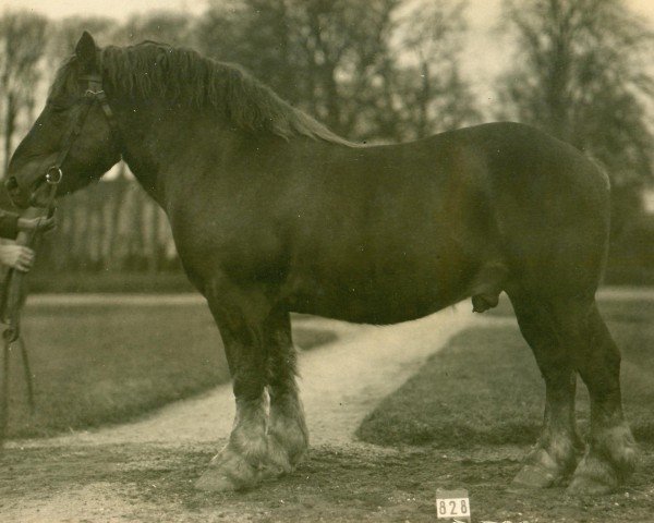 stallion Prosektor (Rhenish-German Cold-Blood, 1925, from Protektor RS 892)