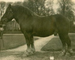 Deckhengst Prosektor (Rheinisch-Deutsches Kaltblut, 1925, von Protektor RS 892)