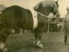 stallion Romarschall (Rhenish-German Cold-Blood, 1923, from Marschall III)