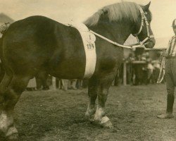 stallion Romarschall (Rhenish-German Cold-Blood, 1923, from Marschall III)