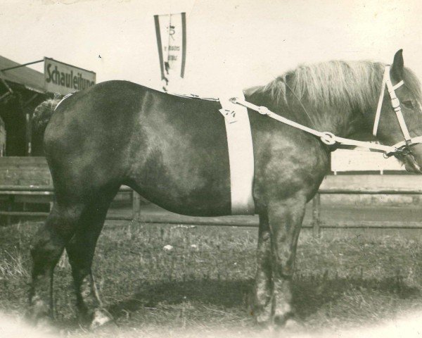 broodmare Vindicta (Rhenish-German Cold-Blood, 1928, from Romarschall)