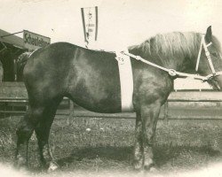 Zuchtstute Vindicta (Rheinisch-Deutsches Kaltblut, 1928, von Romarschall)