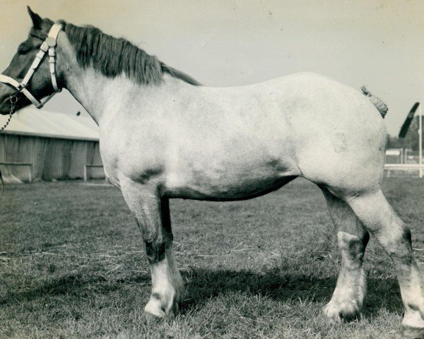 broodmare Dabacesea (Rhenish-German Cold-Blood, 1934, from Lotosdorn)