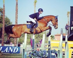 jumper Chandon Blue (Oldenburg show jumper, 2005, from Chacco-Blue)