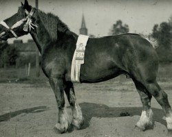 Zuchtstute Mirza von Katzem (Rheinisch-Deutsches Kaltblut, 1919, von Marschall III)