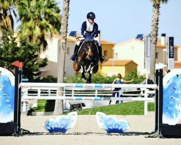 jumper Haitske (KWPN (Royal Dutch Sporthorse), 2012, from Glasgow van het Merelsnest)