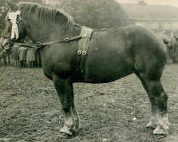 Zuchtstute Omega V (Rheinisch-Deutsches Kaltblut, 1919, von Marschall III)