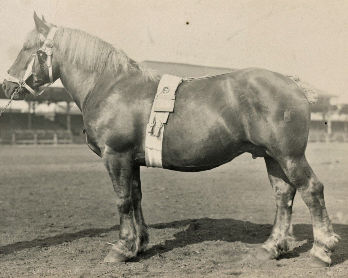broodmare Queen von Blumrath (Rhenish-German Cold-Blood, 1923, from Marschall III)