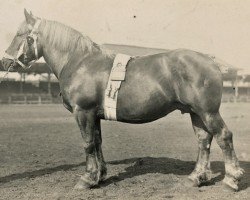 Zuchtstute Queen von Blumrath (Rheinisch-Deutsches Kaltblut, 1923, von Marschall III)