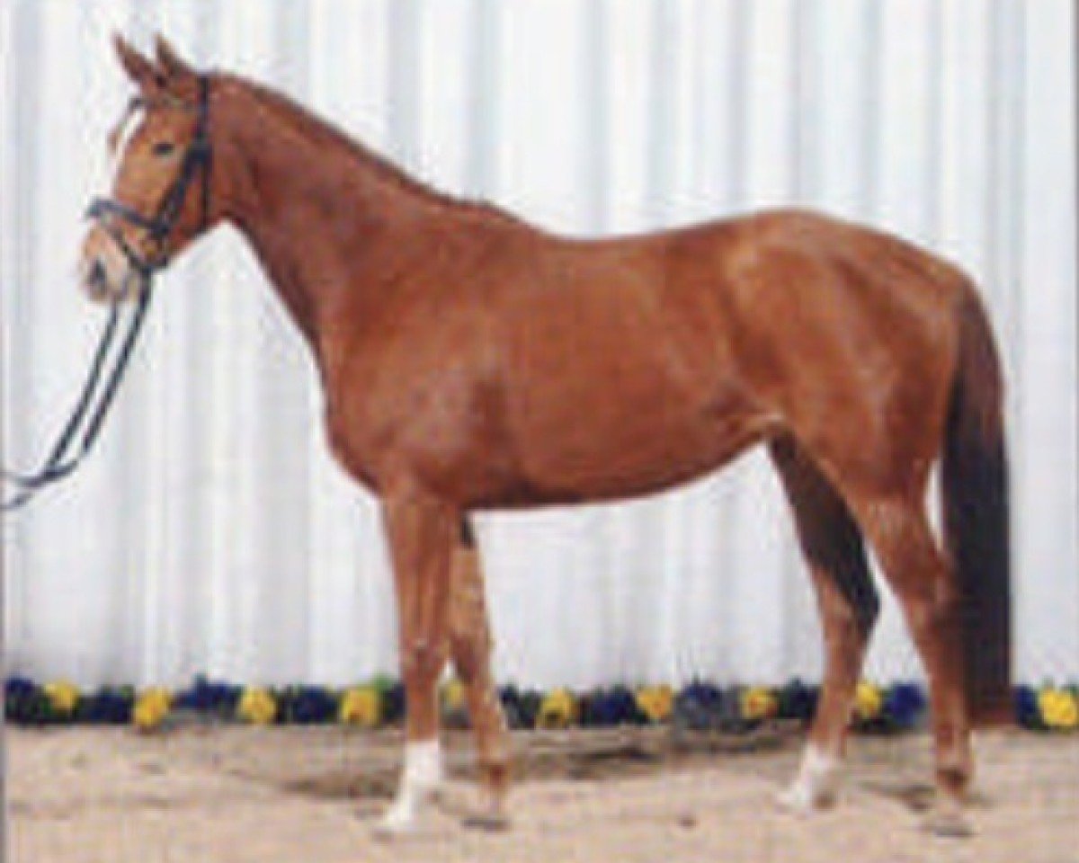 Zuchtstute Emerita (Württemberger, 2005, von Epikur)