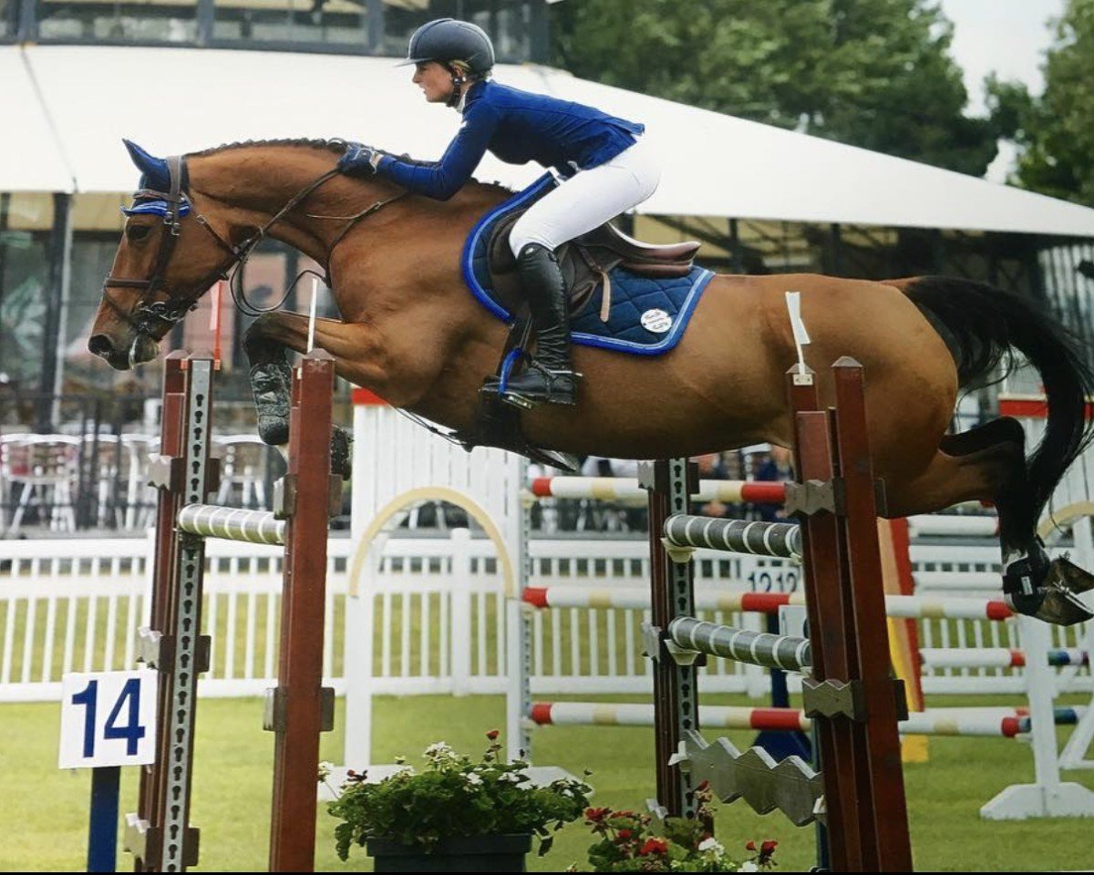 jumper Billy Anderson (anglo european sporthorse, 2008, from Cevin Z)