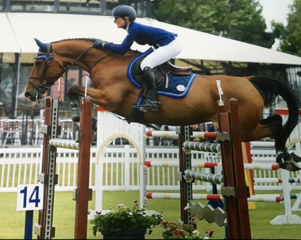 jumper Billy Anderson (anglo european sporthorse, 2008, from Cevin Z)