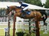 jumper Billy Anderson (anglo european sporthorse, 2008, from Cevin Z)