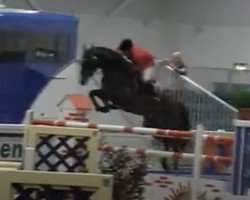 Deckhengst Explosief vd Heffinck (Belgisches Warmblut, 2004, von Orlando van de Heffinck)