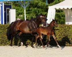 foal by Darwin's Donnalittchen (German Sport Horse, 2024, from Darwin Z)