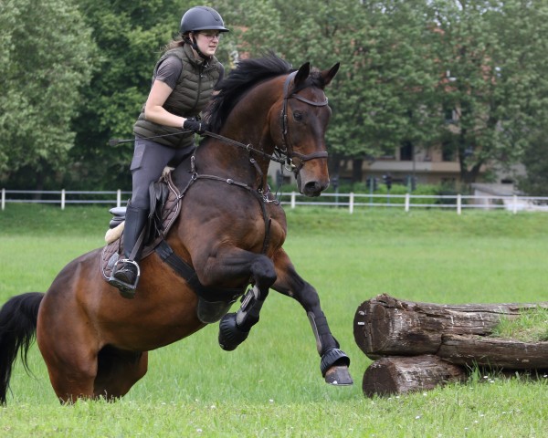 jumper Burani (Hanoverian, 2011, from Bonifatius)