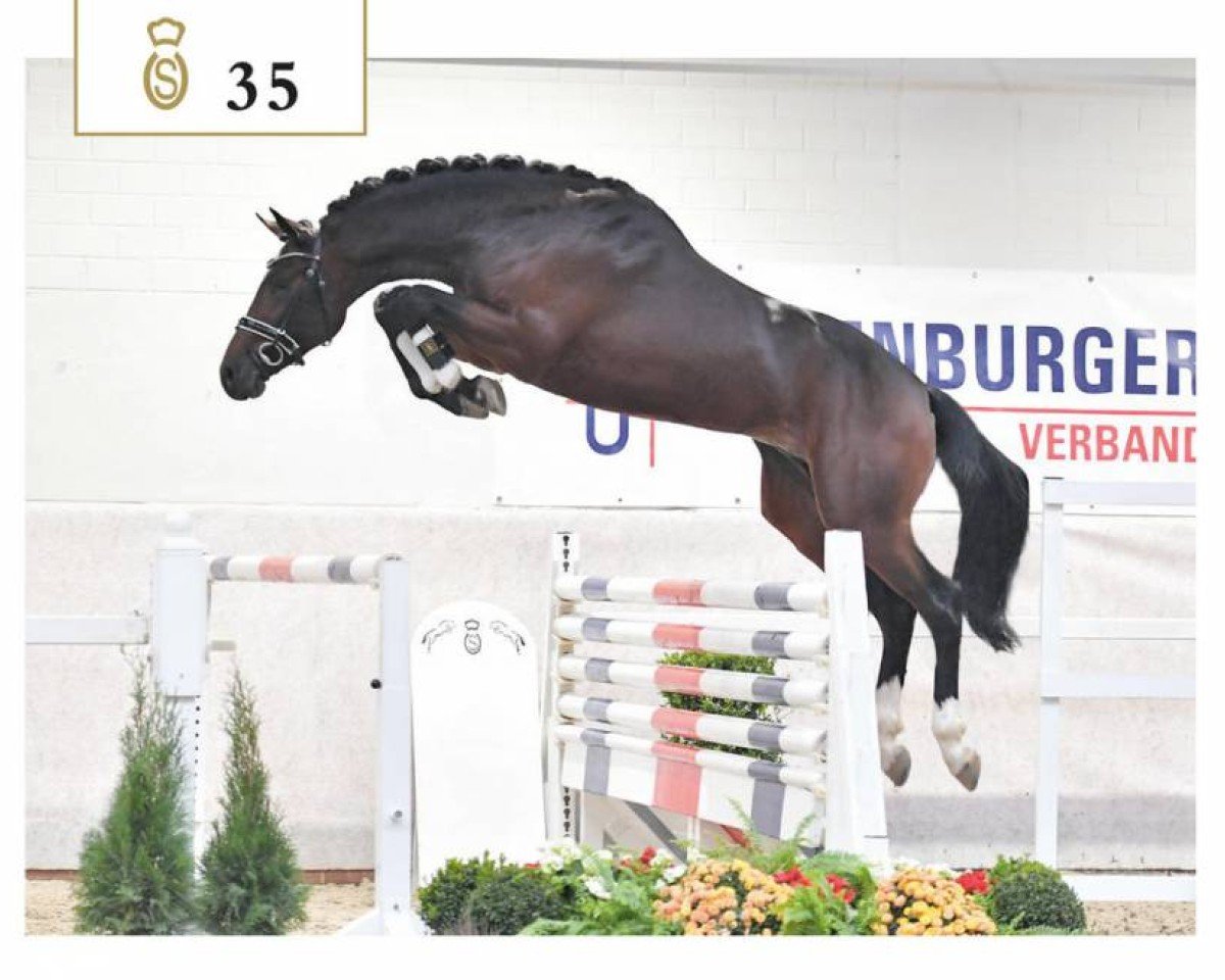 stallion Thio van T&l (Oldenburg show jumper, 2016, from Toulon)