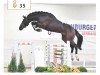 stallion Thio van T&l (Oldenburg show jumper, 2016, from Toulon)