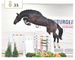 stallion Thio van T&l (Oldenburg show jumper, 2016, from Toulon)