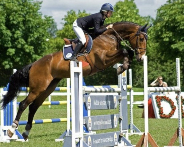 jumper Cassini Alfarvad Z (Zangersheide riding horse, 2003, from Cor d'Alme II Z)