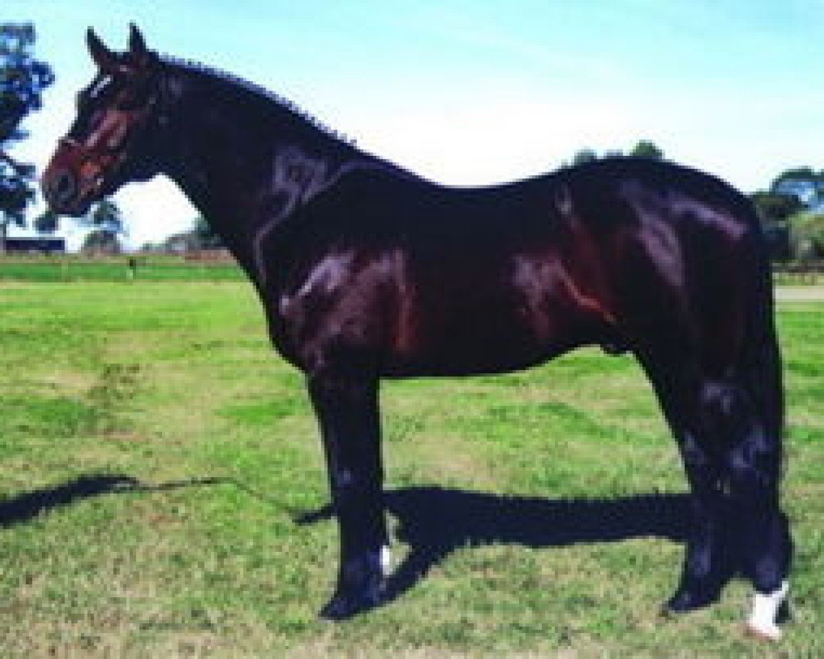 Pferd Cor d'Alme II Z (Zangersheide Reitpferd, 1995, von Cor de la Bryère)