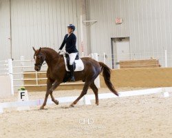 jumper Lambino (Hanoverian, 2012, from Lamberk)