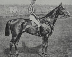 stallion Trachenberg xx (Thoroughbred, 1879, from Flibustier xx)