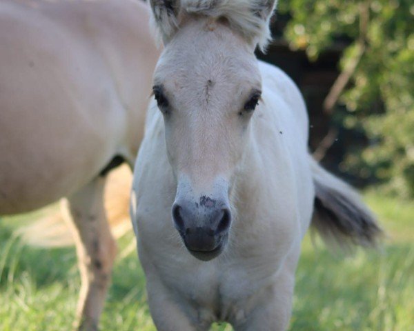 Fohlen von Salero (Fjordpferd, 2024, von Smokey)